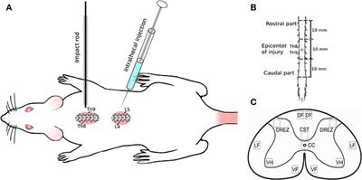 Spinal Cord Molecular and Cellular Changes Induced by Adenoviral Vector- and Cell-Mediated Triple Gene Therapy after Severe Contusion